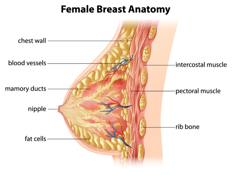 breast- breast-